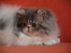 Perská koťata s PP.