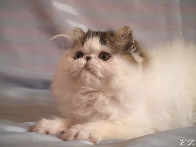 Perská koťata s PP.