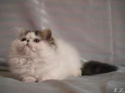 Perská koťata s PP.