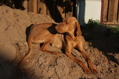 Hledáme psa z okolí Hradce Králové na krytí