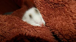 Daruji kotě - kocourka