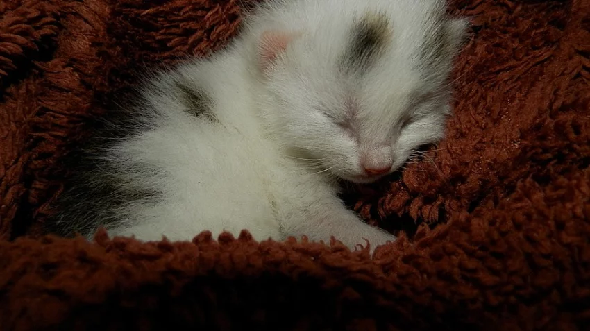 Daruji kotě - kocourka