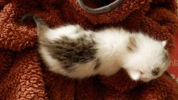 Daruji kotě - kocourka