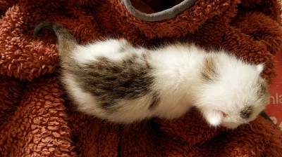 Daruji kotě - kocourka