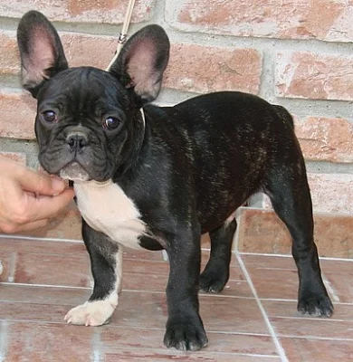 Francouzský buldoček s PP