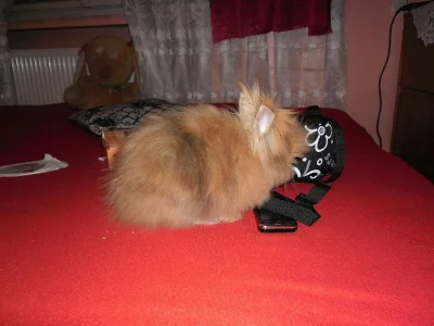 Teddy