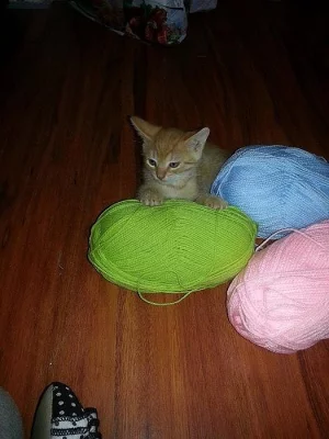 Daruji krásná a zdravá koťátka!!!