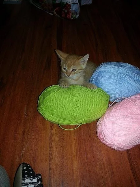 Daruji krásná a zdravá koťátka!!!