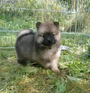 Německý špic malý a střední s PP