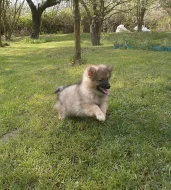 Německý špic malý a střední s PP