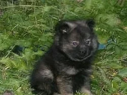 Německý špic malý a střední s PP