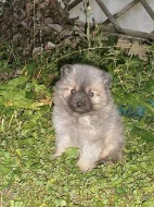 Německý špic malý a střední s PP