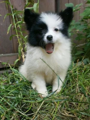 Německý špic malý a střední s PP