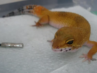 Gekončík noční SUPERHYPO 50% ELECTRIC