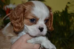 Kavalír King Charles Španěl