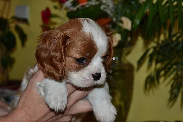 Kavalír King Charles Španěl