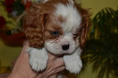 Kavalír King Charles Španěl