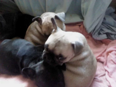 Francouzský buldoček