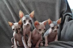 Prodám koťátka Kanadský Sphynx s PP