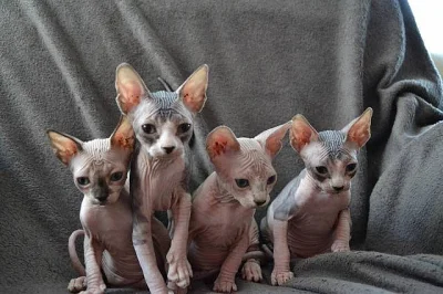 Prodám koťátka Kanadský Sphynx s PP