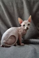 Prodám koťátka Kanadský Sphynx s PP