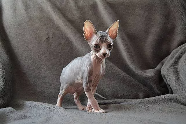 Prodám koťátka Kanadský Sphynx s PP