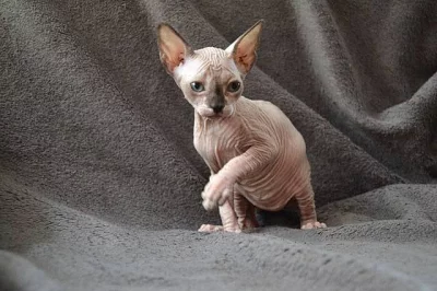 Prodám koťátka Kanadský Sphynx s PP