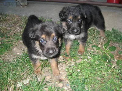 Prodám štěňata německého ovčáka