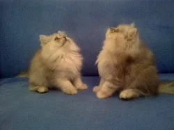 Prodám perská stříbřitá koťata