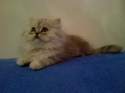 Prodám perská stříbřitá koťata