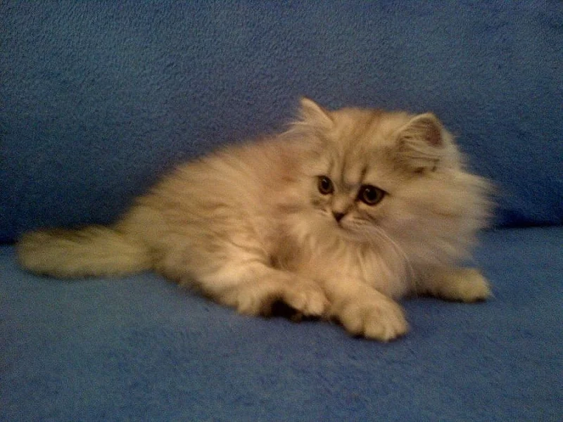 Prodám perská stříbřitá koťata