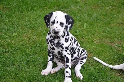Dalmatin štěně