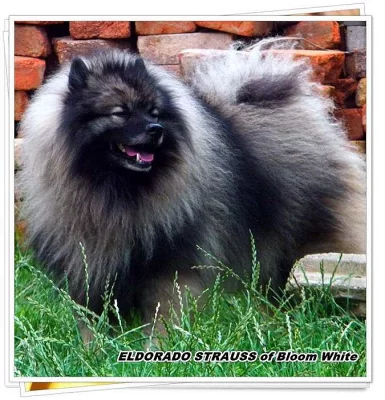 Německý špic vlčí / Keeshond