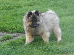 Německý špic vlčí / Keeshond