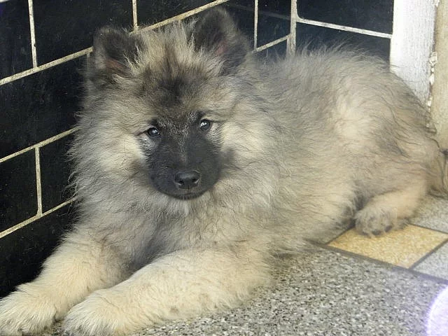 Německý špic vlčí / Keeshond