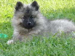 Německý špic vlčí / Keeshond