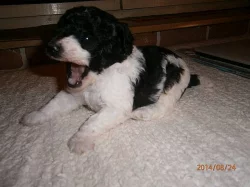 Pudl trpasličí harlekin