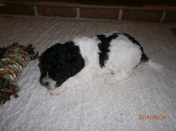 Pudl trpasličí harlekin