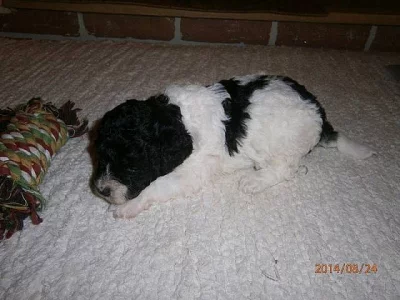 Pudl trpasličí harlekin