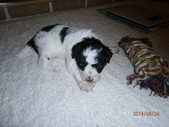 Pudl trpasličí harlekin