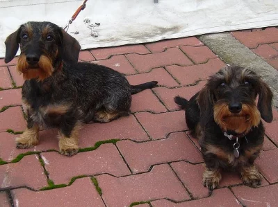 Jezevčík drsnosrstý trpasličí štěňě