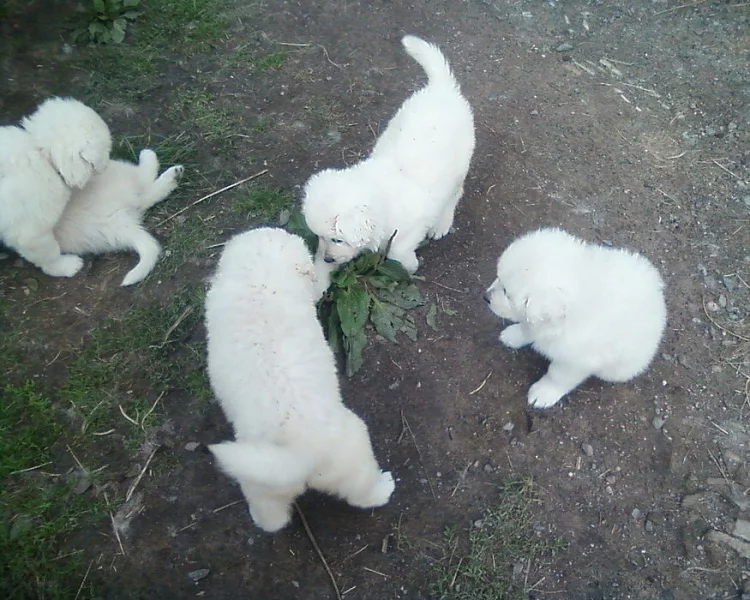 Štěňata Slovenský čuvač s PP