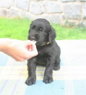Štěňata flat coated retrievera