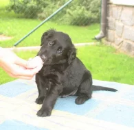 Štěňata flat coated retrievera