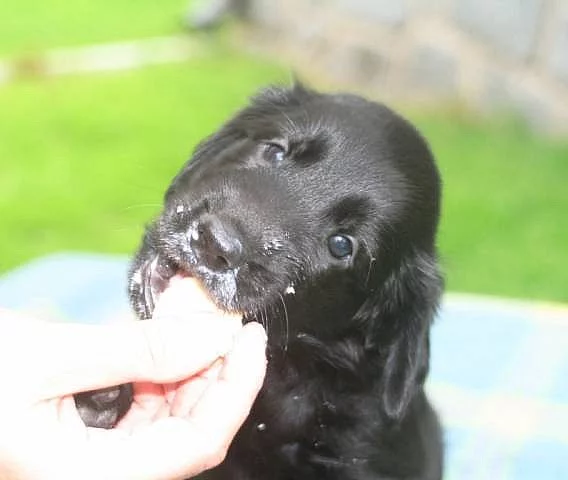 Štěňata flat coated retrievera