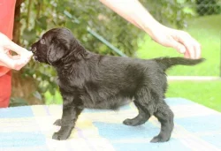 Štěňata flat coated retrievera