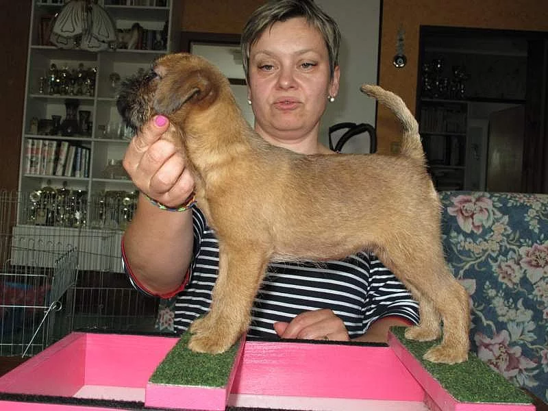 Bruselský grifonek + Brabatík