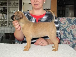 Bruselský grifonek + Brabatík