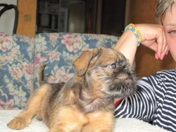 Bruselský grifonek + Brabatík