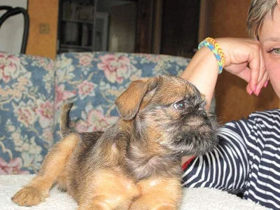 Bruselský grifonek + Brabatík